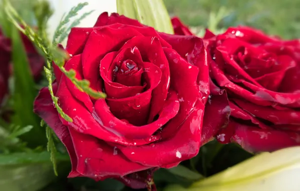Drops, macro, flowers, roses, bouquet, red, bokeh, twigs