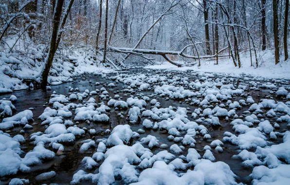 Winter, forest, snow, trees, river, Ohio, Cincinnati, Ohio