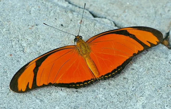Microsemi, butterfly, wings, insect, beautiful, closeup
