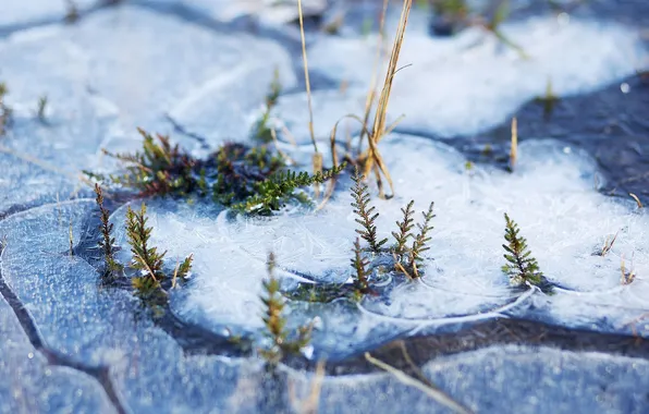 Ice, grass, macro, nature, ice