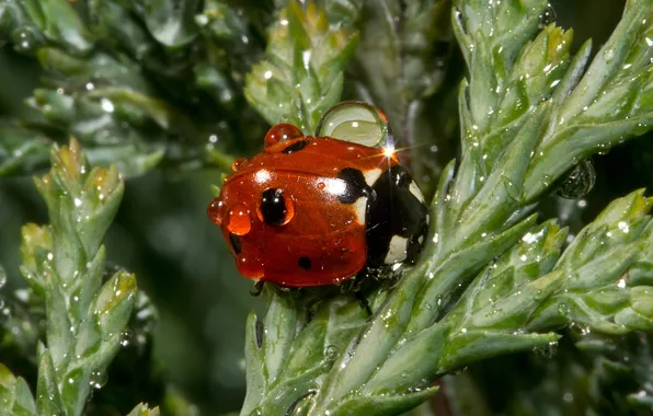 Picture drops, Rosa, background, ladybug, beetle, blur