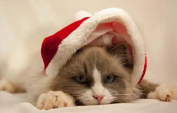 Cat, white, eyes, cat, grey, hat, blue, red