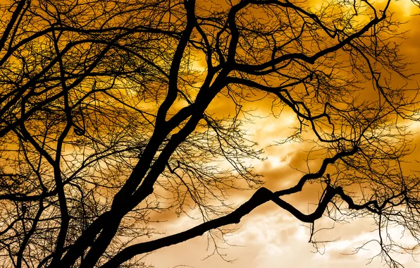 The sky, clouds, tree, silhouette
