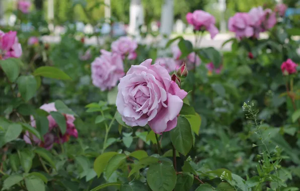 Picture summer, flowers, nature, the city, roses, flowerbed