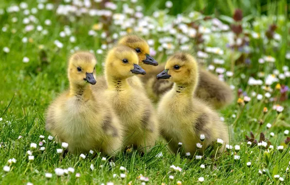 Picture grass, flowers, Chicks, the goslings