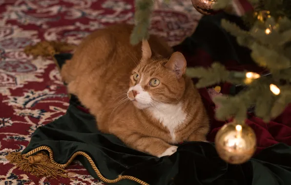 Cat, cat, look, face, balls, comfort, carpet, new year