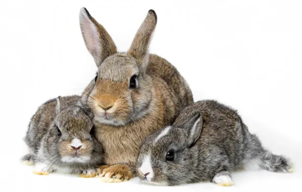 Picture family, rabbits, white background, cubs, Trinity