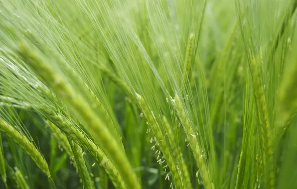 Greens, field, macro, nature, plants, weed