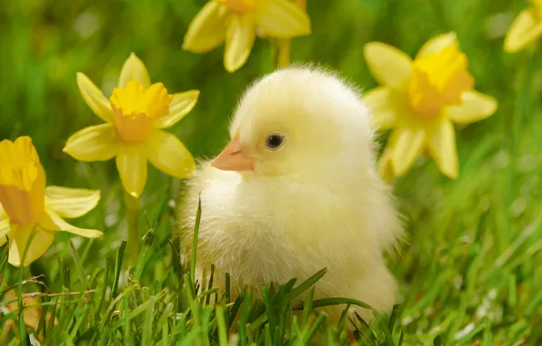 Grass, macro, flowers, bird, yellow, chicken, chick, daffodils
