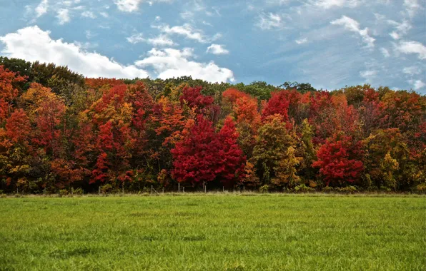 Picture autumn, forest, the sky, grass, clouds