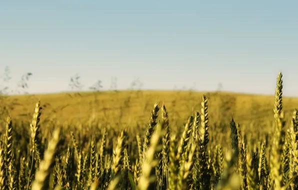 Picture field, the sky, nature, landscapes, ears