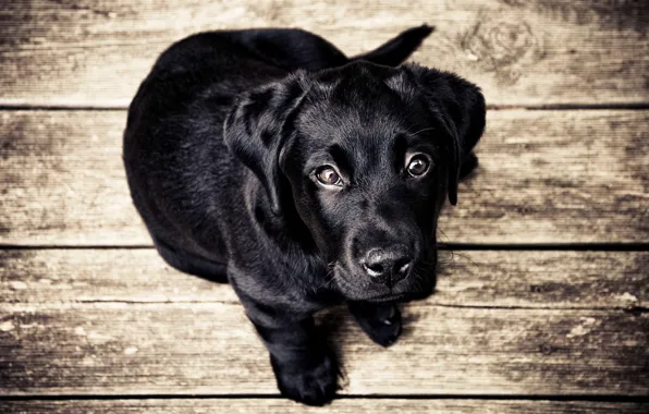 Picture look, black, Board, dog, Puppy, floor