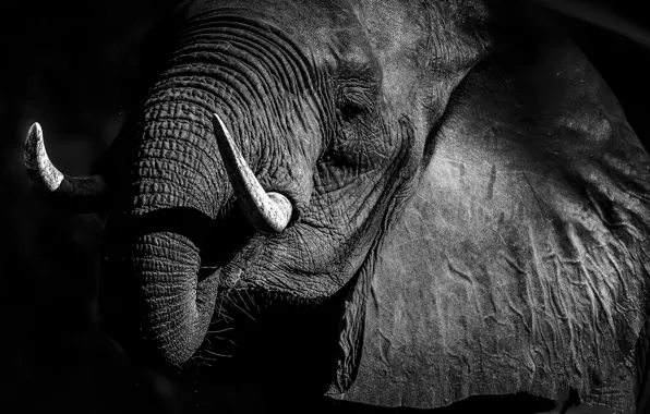 Nature, background, elephant