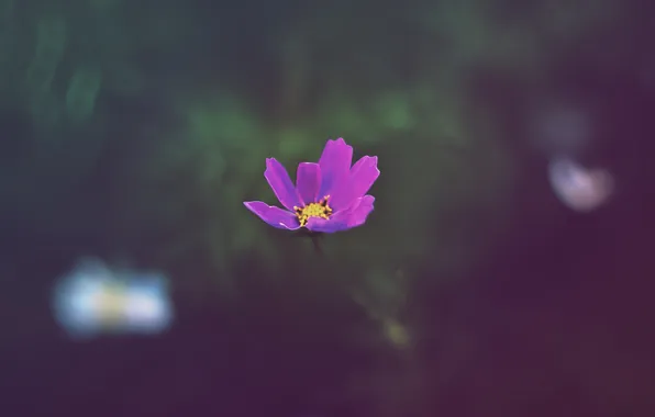 Greens, autumn, flowers, night