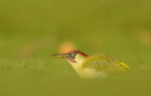 Nature, bird, Green Woodpecker