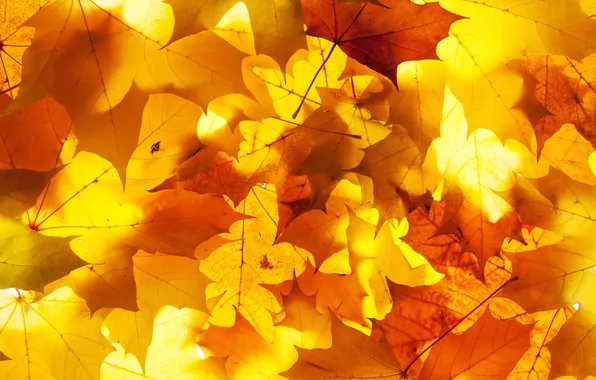 Autumn, leaves, light, foliage, yellow, fallen