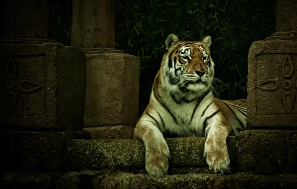 Picture tiger, predator, stage