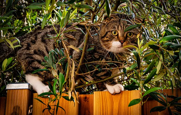 Greens, cat, summer, cat, look, branches, pose, grey