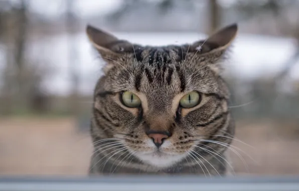 Cat, look, muzzle, cat