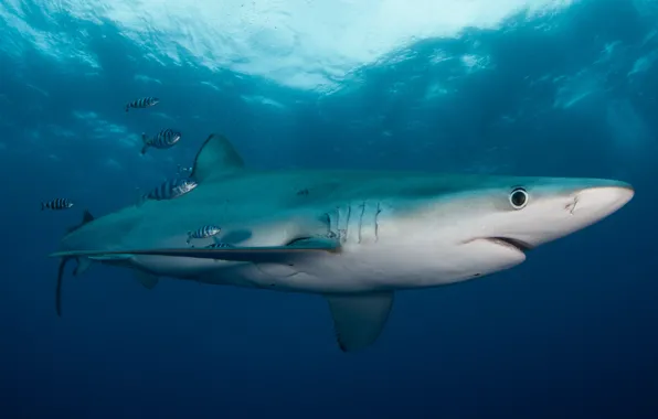 Sea, animals, water, light, fish, fish, the ocean, fish