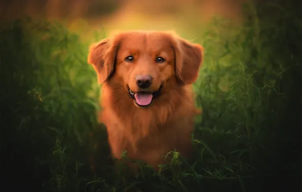 Grass, look, face, dog, Nova Scotia duck tolling Retriever