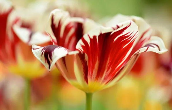 Picture strips, flowers, petals, tulips, blurry, Wallpaper from lolita777