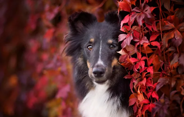 Picture autumn, look, face, leaves, foliage, portrait, dog, puppy