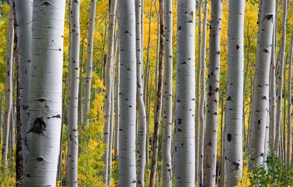 Autumn, forest, aspen