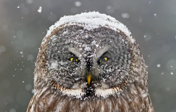 Winter, snow, owl, bird, looks