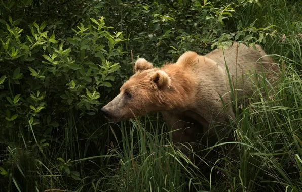 Picture grass, look, face, bear, brown, bear