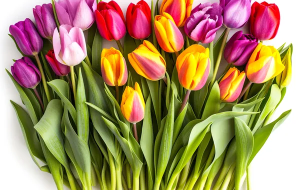 Picture flowers, bouquet, colorful, tulips, flowers, tulips, spring, bouquet