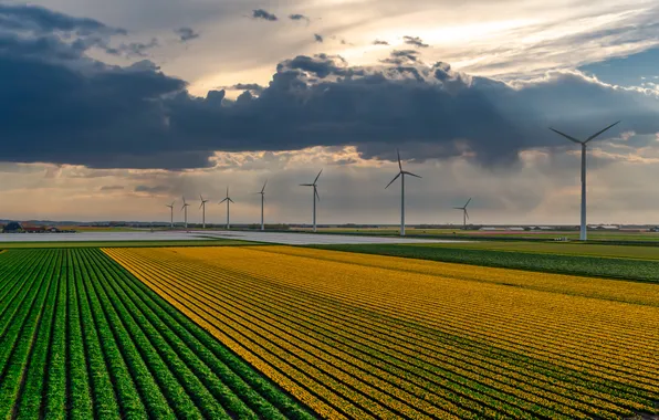 Field, the sky, clouds, flowers, strip, view, spring, dal