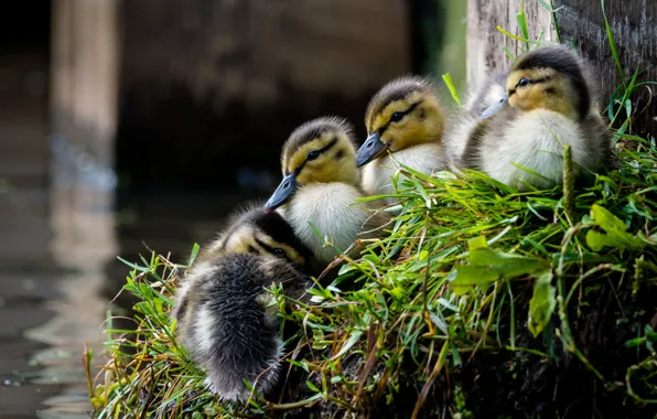 Grass, birds, shore, duck, ducklings, Chicks, pond, brood