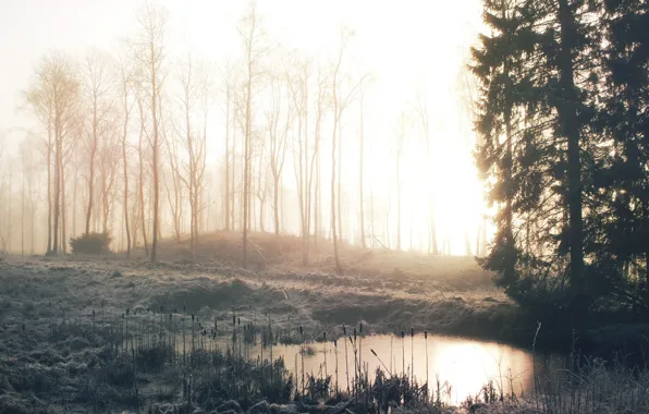 Winter, frost, forest, grass, trees, fog, lake, dawn