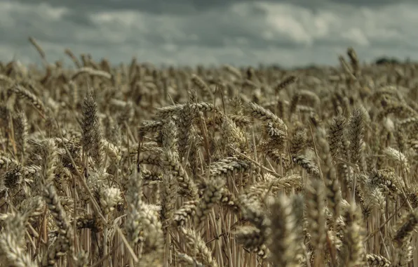Wheat, field, nature, harvest, ears