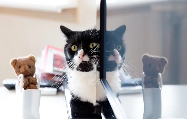 Cat, cat, mustache, look, reflection