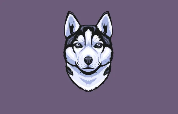 Face, dog, minimalism, husky, husky
