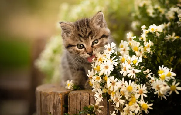 Flowers, tongue, muzzle, kitty, Yuriy Korotun