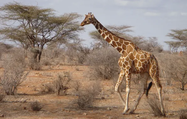 Picture Savannah, Africa, Kenya, Giraffe, Iraw