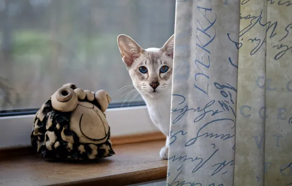 Picture cat, cat, look, window, sill, curtains, blue eyes, figures