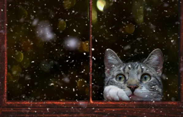 Winter, cat, cat, look, glass, snow, pose, glare