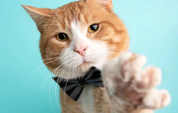 Cat, cat, look, face, paw, portrait, red, evil
