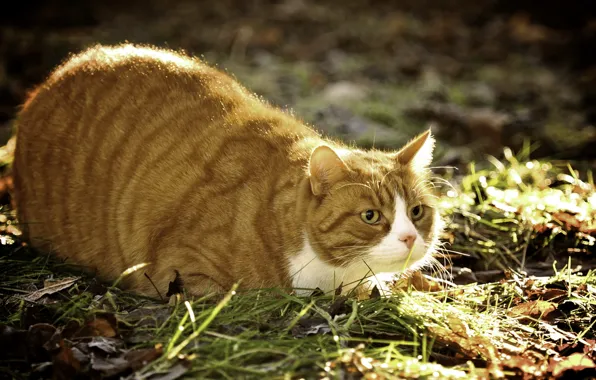 Picture summer, cat, nature