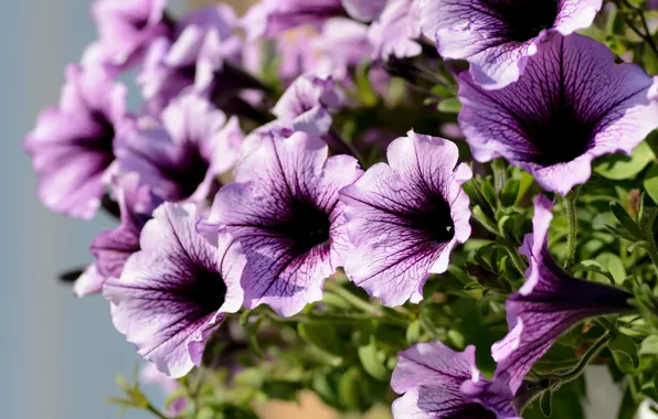 Summer, flowers, flowerbed, Petunia