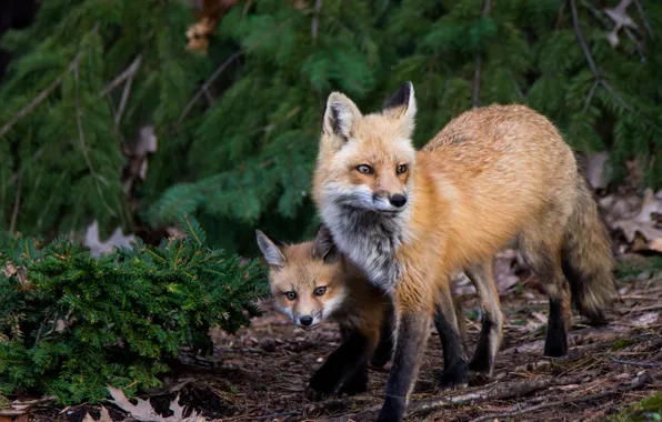 Picture branches, nature, Fox, needles, mom, Fox