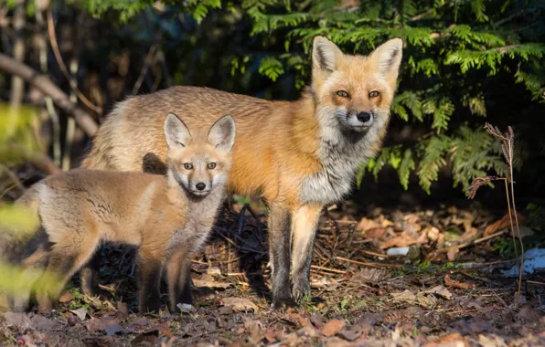 Pair, Fox, foxes