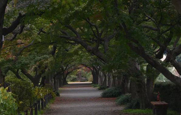 Autumn, trees, Nature, alley, trees, autumn, September, alley