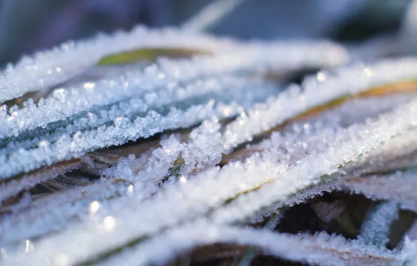 Winter, plant, cold, hoarfrost