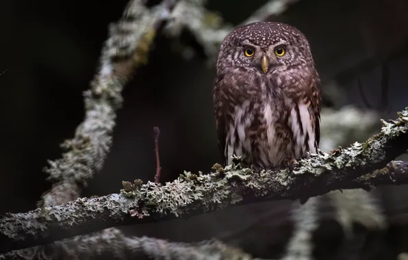 Look, branches, nature, owl, bird, sitting, bokeh, owl