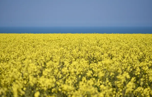 Field, the sky, flowers, nature, blue, spring, yellow, contrast